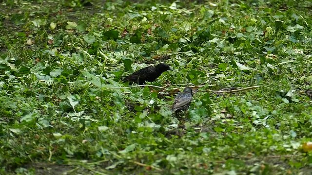 Three little black birds are walking on green grass in slow motion. Starlings walk on the grass and search for food in the summer forest. Wild Birds Footage for Design and Decoration.