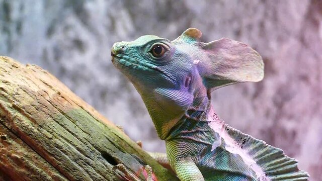 Chameleon portrait on blurred background. Funny green chameleon sitting on a branch in slow motion. Vision concept. Wildlife and Wild Animals Slow Motion Footage.