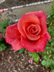 red rose in the garden with rain drops