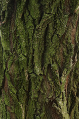 The bark of an old green tree in a dark forest, mysterious, beautiful, amazing nature