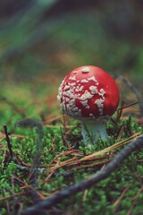 Fly Agaric, Amanita muscaria, Fly Amanita. Amanita with bright red cap with white spots in forest clearing covered with green moss. Vertical. Close-up. Natural autumn background with red cap mushroom