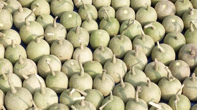 Ripe Wood Apple fruits (Limonia Acidissima) are lined up under the open sun for drying. Ripe Wood Apple fruit pattern background. Close Up views of wood apple fruits. 