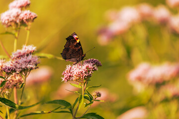 A colorful butterfly with outstretched wings sits on a wildflower in a meadow.