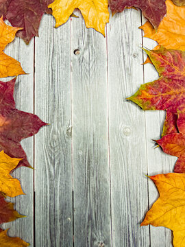 Autumn background with colorful autumn maple leaves on a gray rustic wooden table with a place for text. The concept of the background of the autumn Thanksgiving holidays.