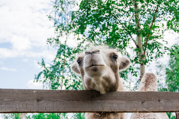 A beautiful camel with sad eyes stands behind a fence in a corral in a zoo against the backdrop of a birch tree. Keeping animals in captivity