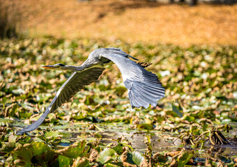 heron in flight