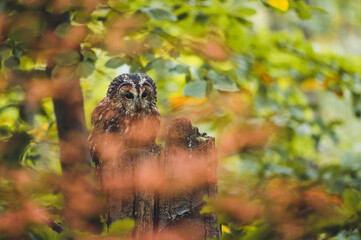 Tawny owl (Strix aluco) in autumn forest. Tawny owl sits on tree. Tawny owl and colorful autumn background.