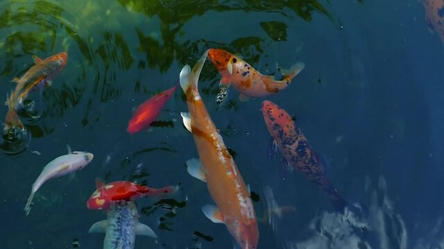 Decorative carp. Exotic fish in a pond in slow motion. Fancy carp. Lake template for design and decoration. Fresh fish. Wildlife relax footage. Flock of fish pattern background. River pattern. Summer