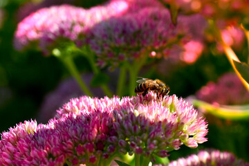 Autumn sedum photo of pink  close-up with bee atmosphere biodiversity perennial joy stonecrop variety macro close-up