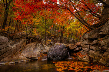 Breathtaking shot of a forest full of colorful leaves in autumn in Korea