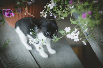 Pretty black and white Chihuahua puppy with flowers