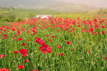 Blooming poppies in a field with farm buidling at the background. Papaver flowers contain opiates and are often used for the production of narcotic drugs
