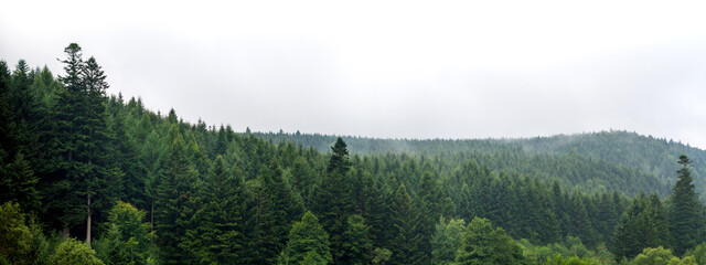 Dense green forest landscape, coniferous trees in a mysterious haze, mountain forest Carpathians in Ukraine