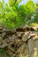 Plants in a granite rock. Cracked granite stones and green plants
