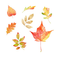 Hand painted watercolor individual elements Autumn leaves