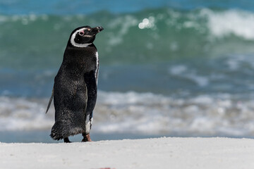 Un manchot de Magellan sur une plage des îles Falkland.