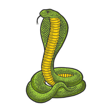 Cobra snake animal color sketch engraving vector illustration. T-shirt apparel print design. Scratch board imitation. Black and white hand drawn image.