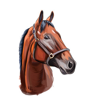 Horse head portrait from multicolored paints. Splash of watercolor, colored drawing, realistic. Vector illustration of paints