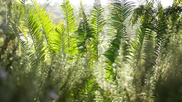 Cycad fern leaves in forest, California USA. Green fresh juicy natural botanical leafage. Encephalartos or zamiaceae dioon palm lush foliage. Tropical jungle rainforest woods atmosphere garden design.