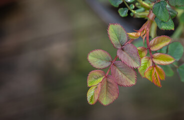 Close Up of New Growth Rose Leaves - Selective Focus with Copy Space