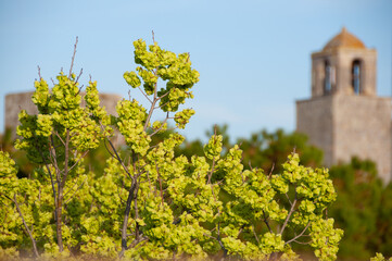 Fototapeta na wymiar vineyard in Italy San Gimignano