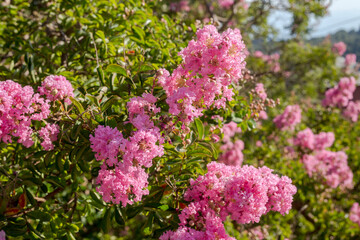 A decorative bush (Lagerstroemia indica) with crimson inflorescences close-up