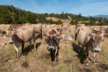 Jersey cows, Abel Tasman National Park, New Zealand