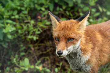 Stunning vibrant portrait of Red Fox Vulpes Vulpes with lush green background