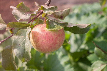 harvest of red apples on the tree in the garden