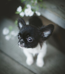 Pretty black and white Chihuahua puppy with flowers