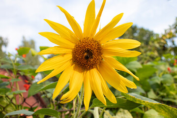 yellow sunflower in the garden