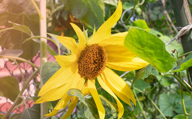 Naklejka premium yellow sunflower in the garden