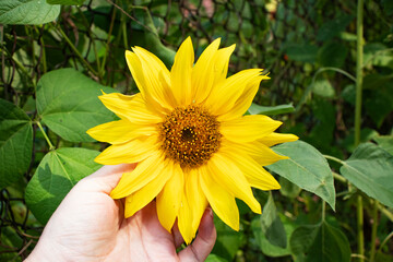 Obraz premium yellow sunflower in the garden