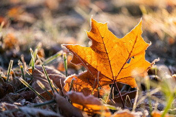  The maple leaf with frost on the ground. 
