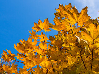 beautiful autumn sunny background. yellow maple branches