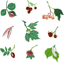 Autumn berries, flowers, plants. Vector set. Natural concepts for decor, postcard design, textiles, prints, stationery.
