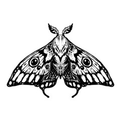Hand drawn butterfly moth tattoo.. Black moth on white background. Macroglossum stellatarum. Lepidoptera. 