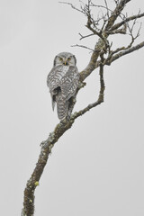 Hawk owl in a tree in Norway