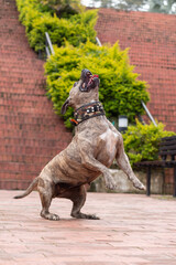 Beautiful brown brindle female pitbull about to jump. vertical photo. Shrubs and stairs in the background.