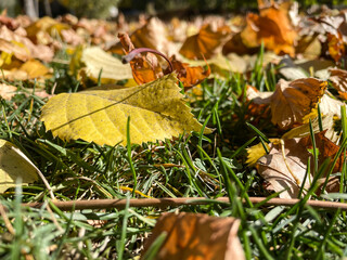 Yellow leaves in green grass.  Autumn leaves.