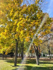 Naklejka premium Autumn nature park with sun beam: yellow leaves, autumn trees. Bright fall.