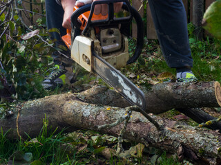 a man was drinking a tree with a chainsaw. removes plantings in the garden from old trees, harvests firewood.