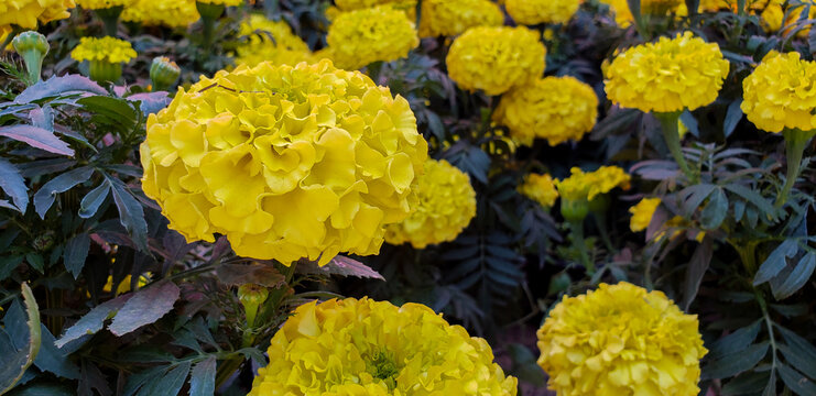 Flowers of cempasuchil in Mexico