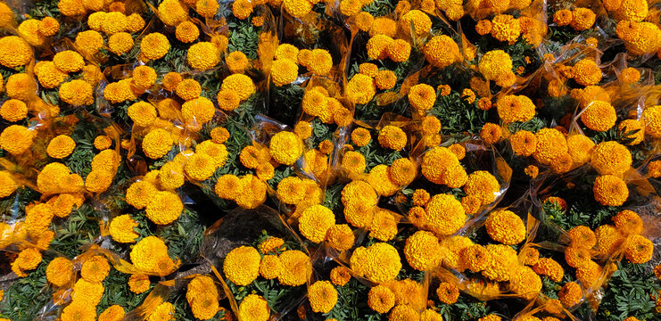 Flowers of cempasuchil in Mexico