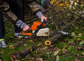 a man was drinking a tree with a chainsaw. removes plantings in the garden from old trees, harvests firewood.