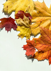 Autumn composition. Frame made of autumn maple leaves on a white background. Top view, copy space.