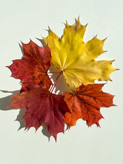 Autumn composition.Autumn yellow, red and orange maple leaves on a white background. Top view.	