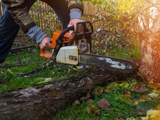 a man was drinking a tree with a chainsaw. removes plantings in the garden from old trees, harvests firewood.