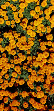 Cempas&uacute;chil garden in mexico city