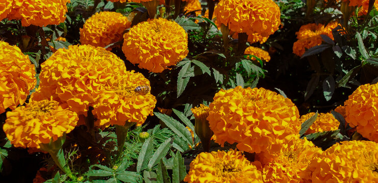 Cempas&uacute;chil garden in mexico city